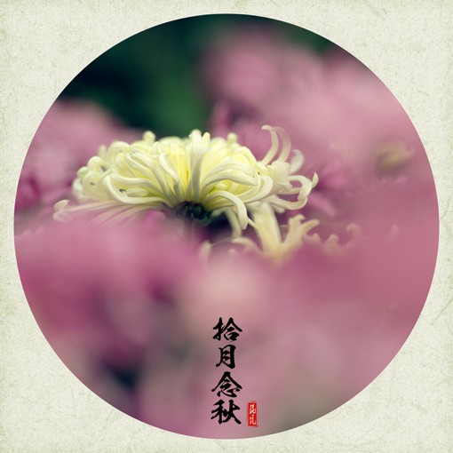 金秋十月，又到菊花盛开时_唯美花朵摄影