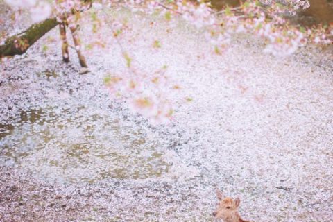 樱花与小鹿_日系风格旅行摄影图片