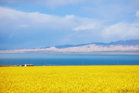 7月金灿灿的青海油菜花唯美风光摄影图片