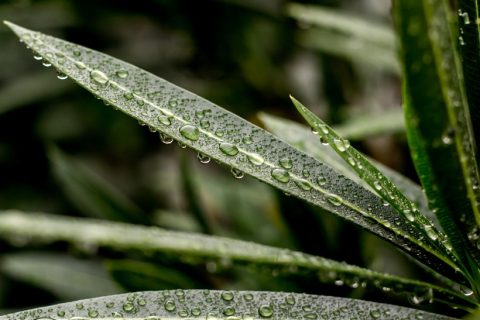 雨后的植物绿叶唯美图片