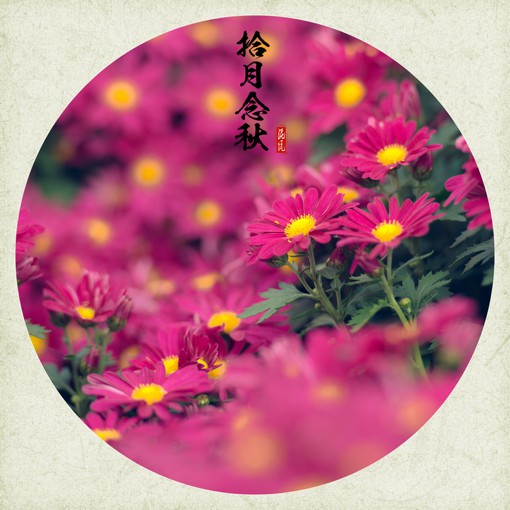 唯美十月菊花花朵摄影
