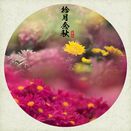 唯美十月菊花花朵摄影