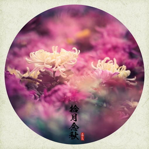 唯美十月菊花花朵摄影