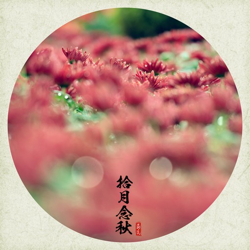 唯美十月菊花花朵摄影