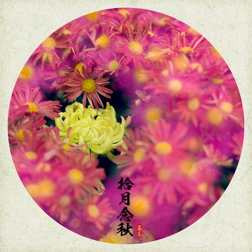 唯美十月菊花花朵摄影