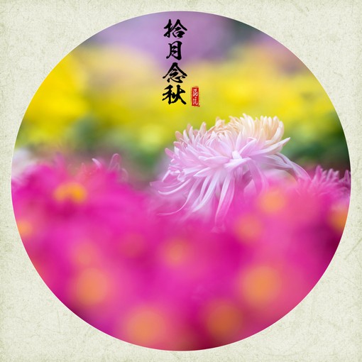 唯美十月菊花花朵摄影