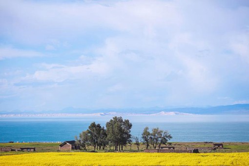 7月金灿灿的青海油菜花唯美风光摄影图片